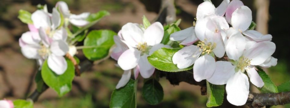 Foto: Obstbluete - Kopfbild.jpg